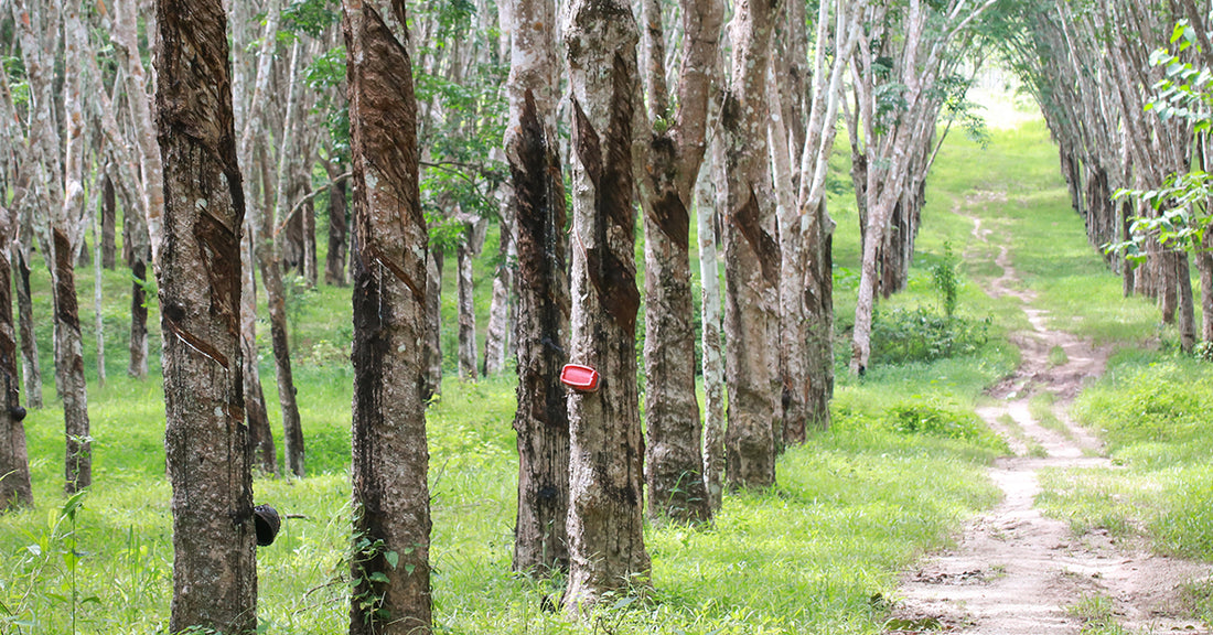 Why Rubber Wood and Other Eco-Friendly Materials Matter for a Greener Future